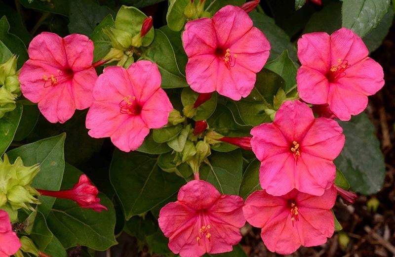 Te koop: zaden 1-, 2-jarigen en vaste planten, Tuin en Terras, Bloembollen en Zaden, Zaad, Volle zon, Ophalen