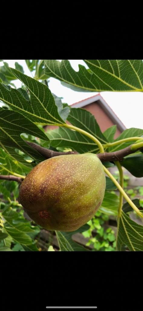 Lekkere vijgen boom, Tuin en Terras, Planten | Fruitbomen, Ophalen, Minder dan 100 cm, Vijgenboom