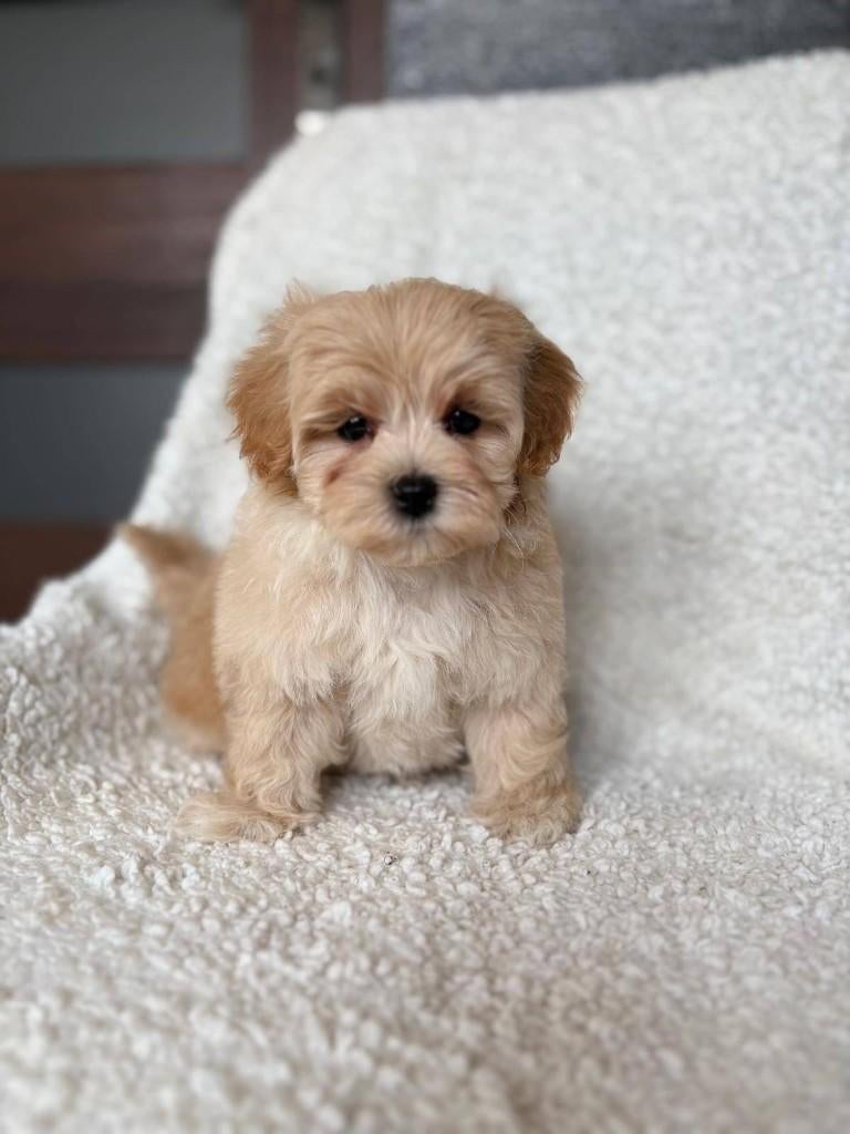 Exclusieve Maltipoo F1 pups, Overige rassen, 8 tot 15 weken, Parvo, Meerdere