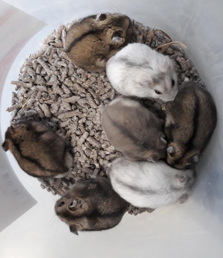 Tamme Dwerghamsters, Dieren en Toebehoren, Hamster, Februari, Meerdere dieren, Tam