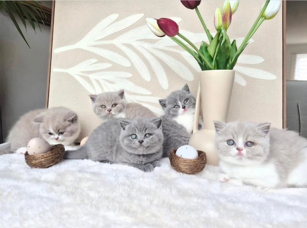 Prachtige Brits Korthaar kittens met stamboom 🏆, Meerdere dieren, Met stamboom, 0 tot 2 jaar