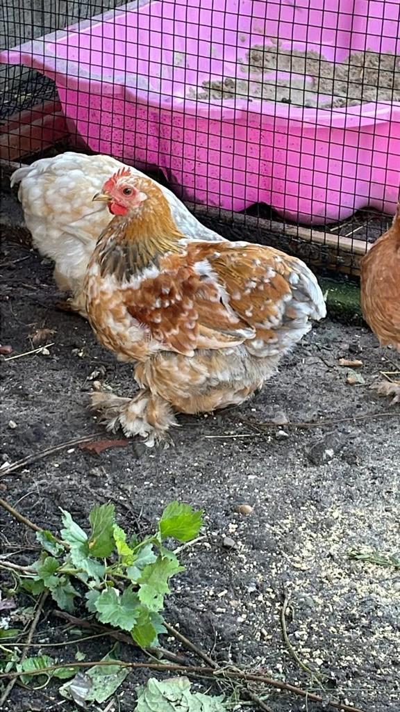 Gezocht broedeieren kleurleggers kriel, Dieren en Toebehoren, Pluimvee, Geslacht onbekend, Kip