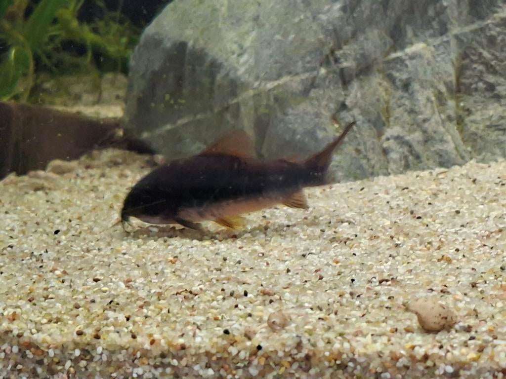 Jong Corydoras Venezuela black 10 voor 30 euro., Dieren en Toebehoren, Vis