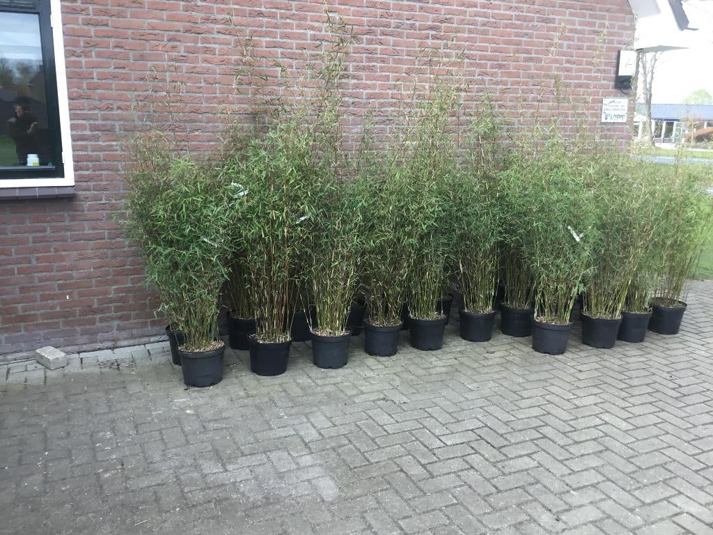 Fargesia Jiuzhaigou Genf, niet woekerende bamboe!!!, Tuin en Terras, Planten | Tuinplanten, Vaste plant, Overige soorten, Halfschaduw