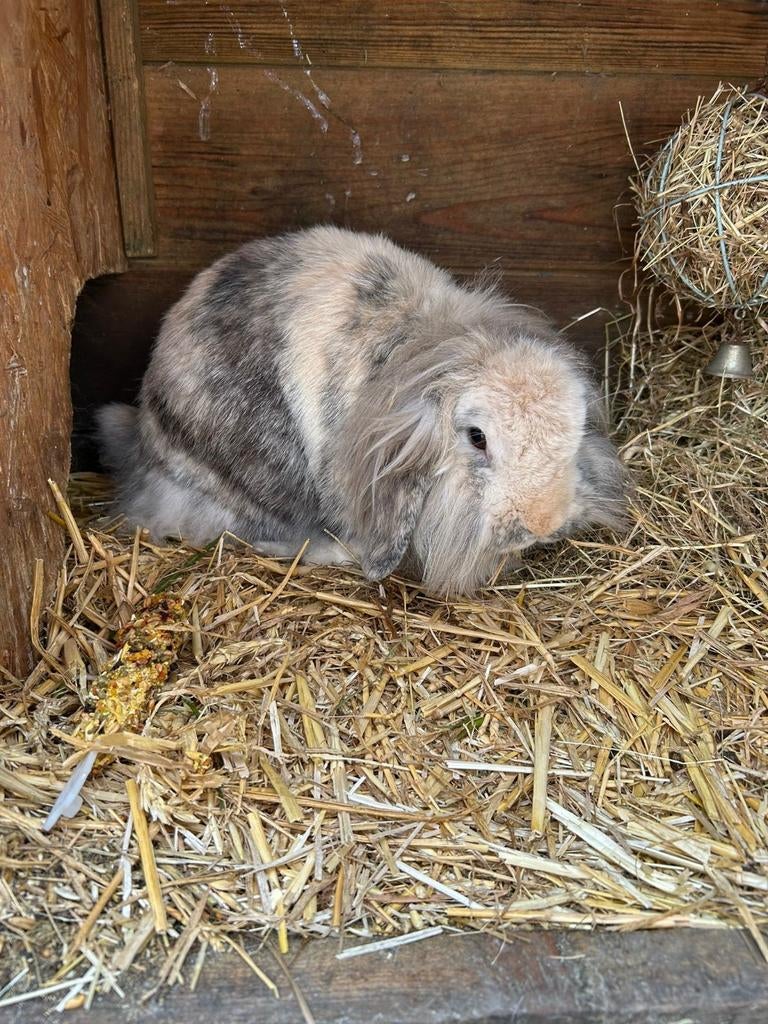 2 super lieve konijnen, Meerdere dieren, Middelgroot, Hangoor, 3 tot 5 jaar