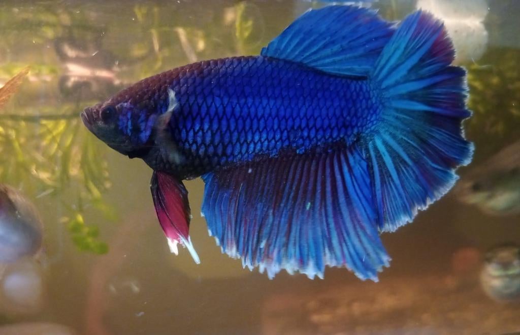 Meerdere jonge Betta's te koop of ruilen, Vis, Zoetwatervis