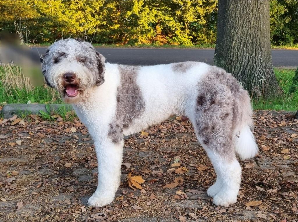 Dekreu poedel voor labradoodle/goldendoodle /bernedoodle, Reu, Eén hond, 3 tot 5 jaar, Nederland