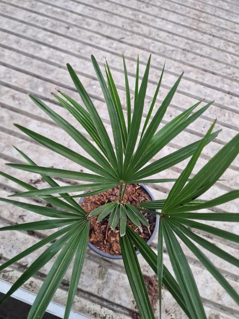 Mooie trachycarpus fortunei x princeps, Tuin en Terras, Ophalen of Verzenden, Overige soorten, Halfschaduw