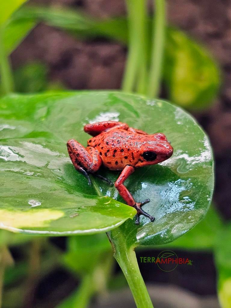 Oophaga pumilio Las tablas 1.1.1, Dieren en Toebehoren, Amfibie, 0 tot 2 jaar