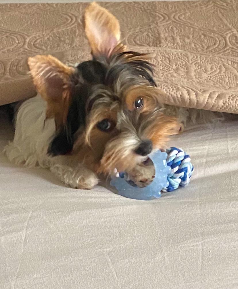 Dekreu Biewer, Dieren en Toebehoren, Honden | Dekreuen, 15 weken tot 1 jaar, Reu, Parvo, Eén hond