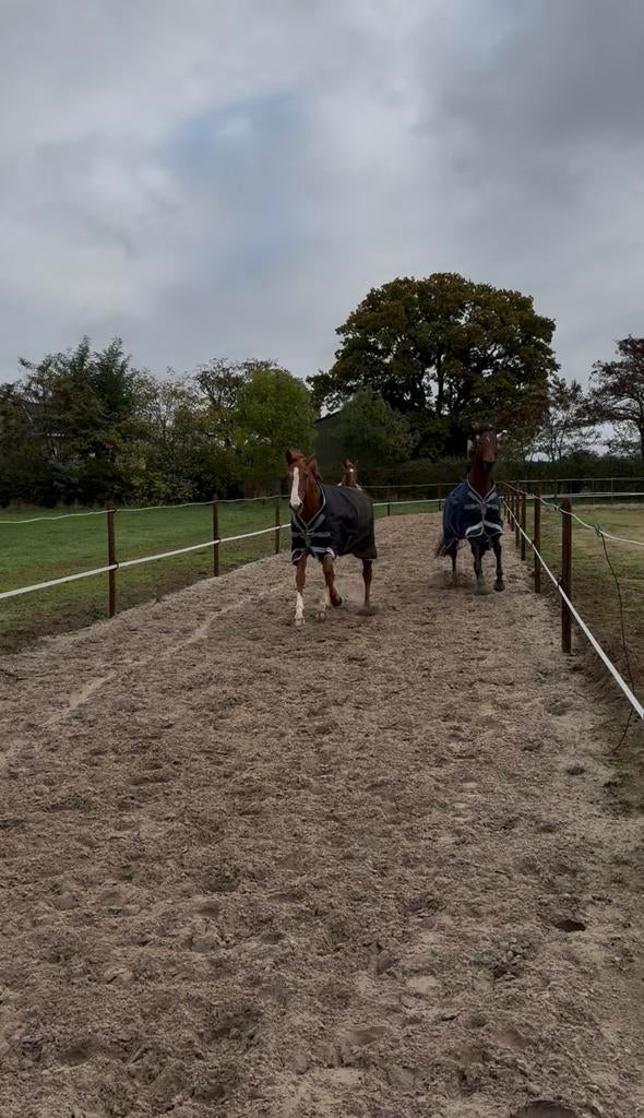 Privé stalling Boxmeer, laatste box vrij!, Weidegang