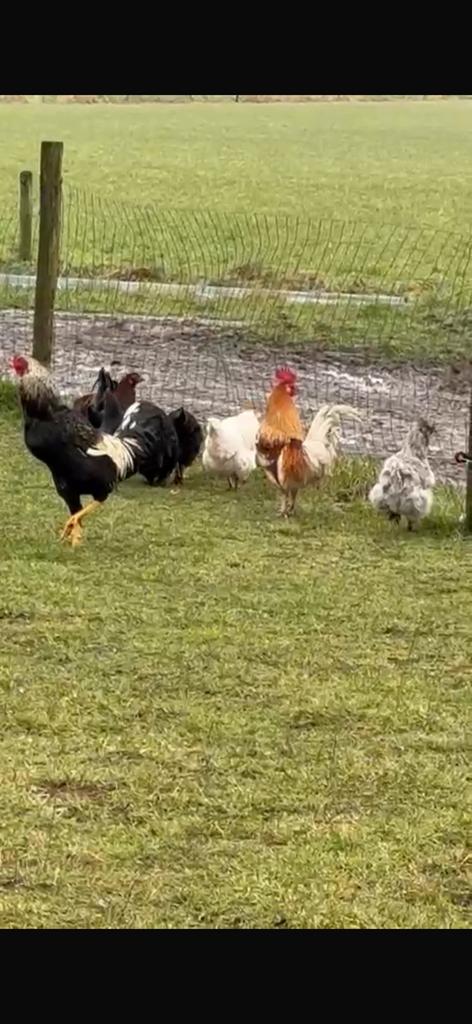 Grote haan, Dieren en Toebehoren, Pluimvee, Mannelijk, Kip