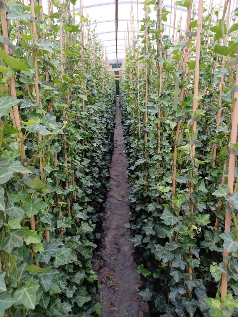 Hedera Hibernica 🌿, Ophalen, Overige soorten, 100 tot 250 cm