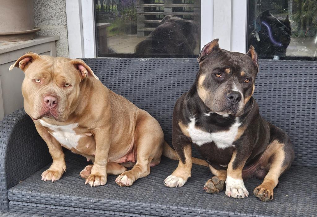 Tri dekreu pocket Bully met Stamboom, België, Fokker | Hobbymatig, Reu, 1 tot 2 jaar