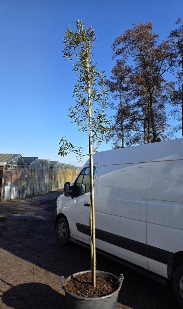 Steeneik in pot - Quercus ilex, Bloeit niet, Overige soorten, 250 tot 400 cm, Ophalen