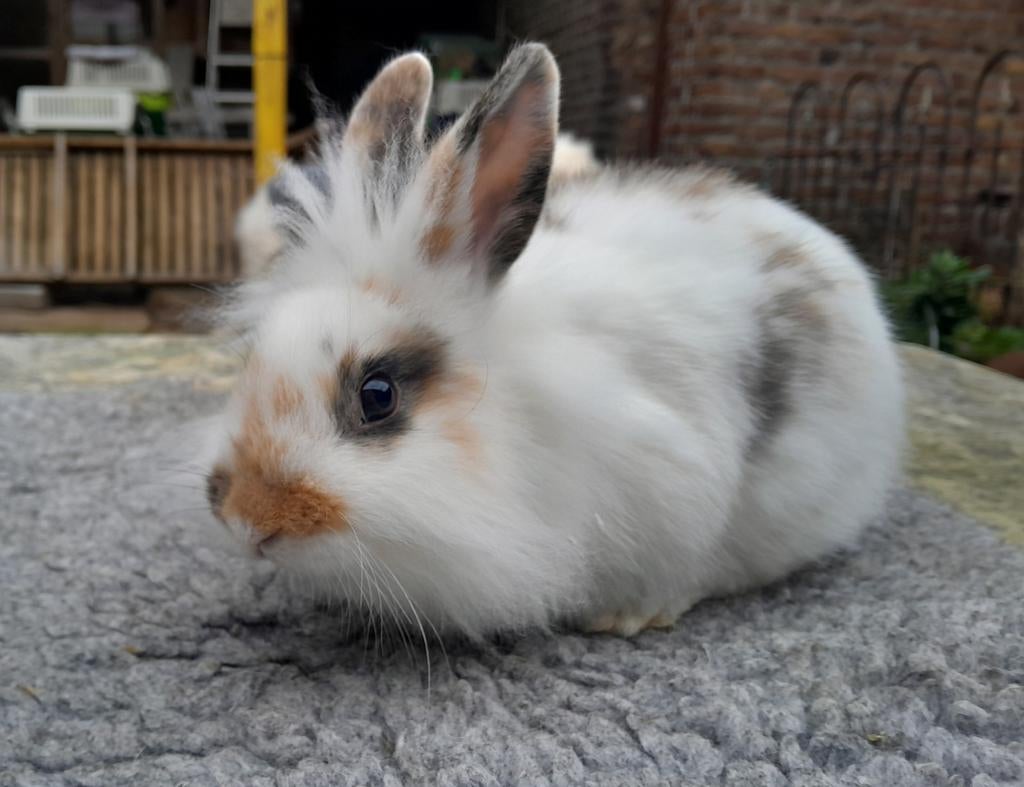 Superlief sociaal jong dwergkonijntje, Dieren en Toebehoren, Konijnen, Dwerg, 0 tot 2 jaar
