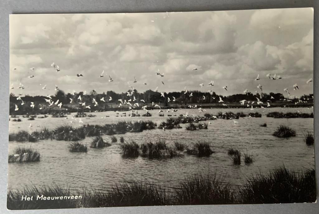 Het Meeuwenveen, vakantieoord , De  Berenkuil”, Grollo, Ophalen of Verzenden, Gelopen, Drenthe