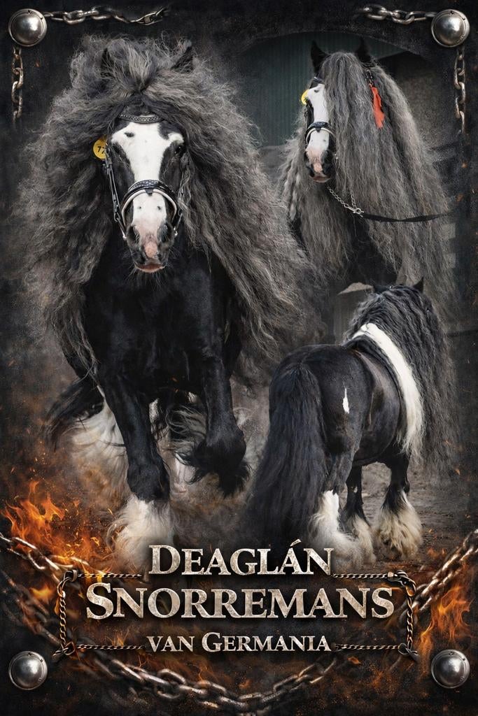 Prachtige irish cob/tinker hengsten ter dekking, Hengst