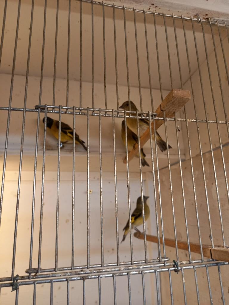 Te koop zwartkop sijsjes  mannen, Dieren en Toebehoren, Meerdere dieren, Geringd