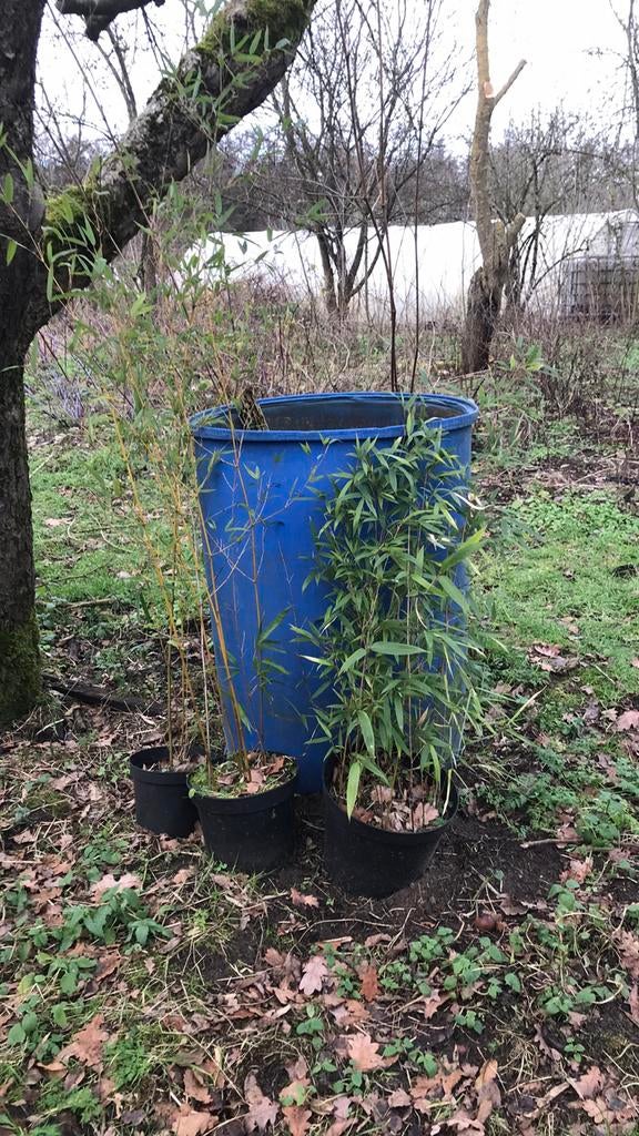 Bamboe planten Bisetti, Ophalen, Bamboe, 250 cm of meer