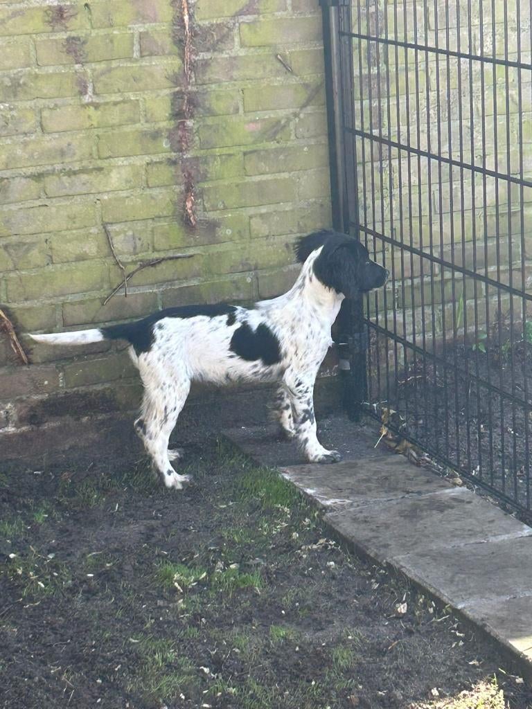 Engelse springer spaniel met Stamboom, 15 weken tot 1 jaar, Teef, Parvo, Eén hond