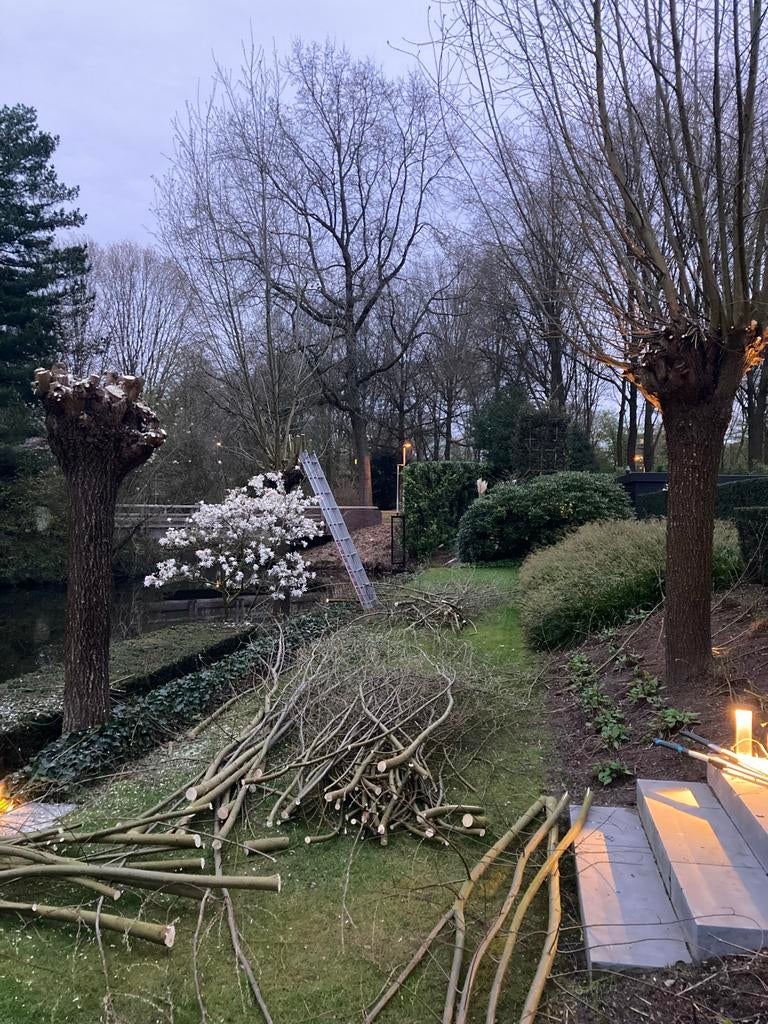 Snoei afval knotwilg - takken/wilgtenen, Ophalen, Gebruikt