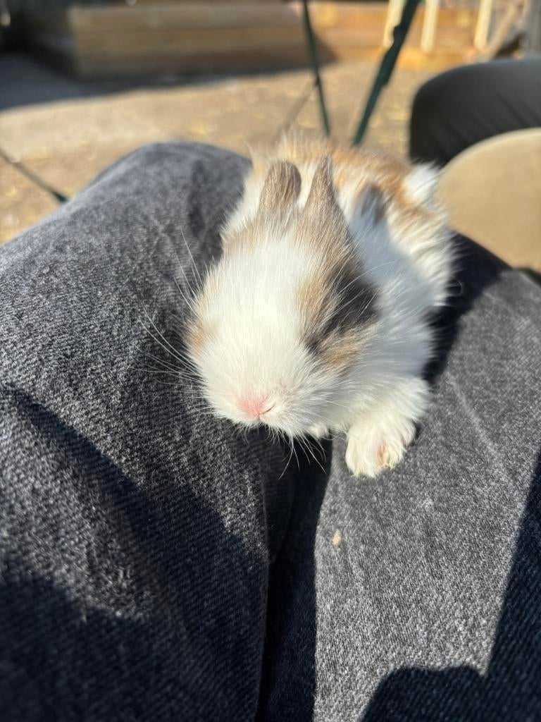 Teddy Dwerg konijn ras zuiver te koop, Dieren en Toebehoren, Konijnen, Mannelijk, Dwerg