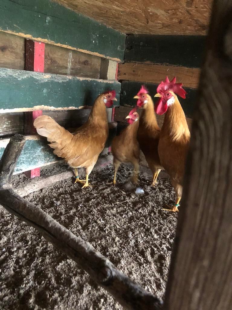 10 broed eieren van de kriel leghorn buff, Dieren en Toebehoren, Pluimvee, Geslacht onbekend, Kip