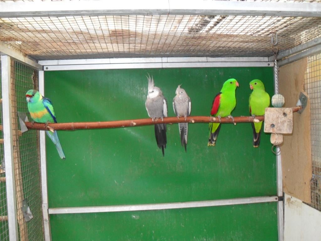 div parkieten gevraagd, Dieren en Toebehoren, Vogels | Parkieten en Papegaaien, Meerdere dieren, Parkiet