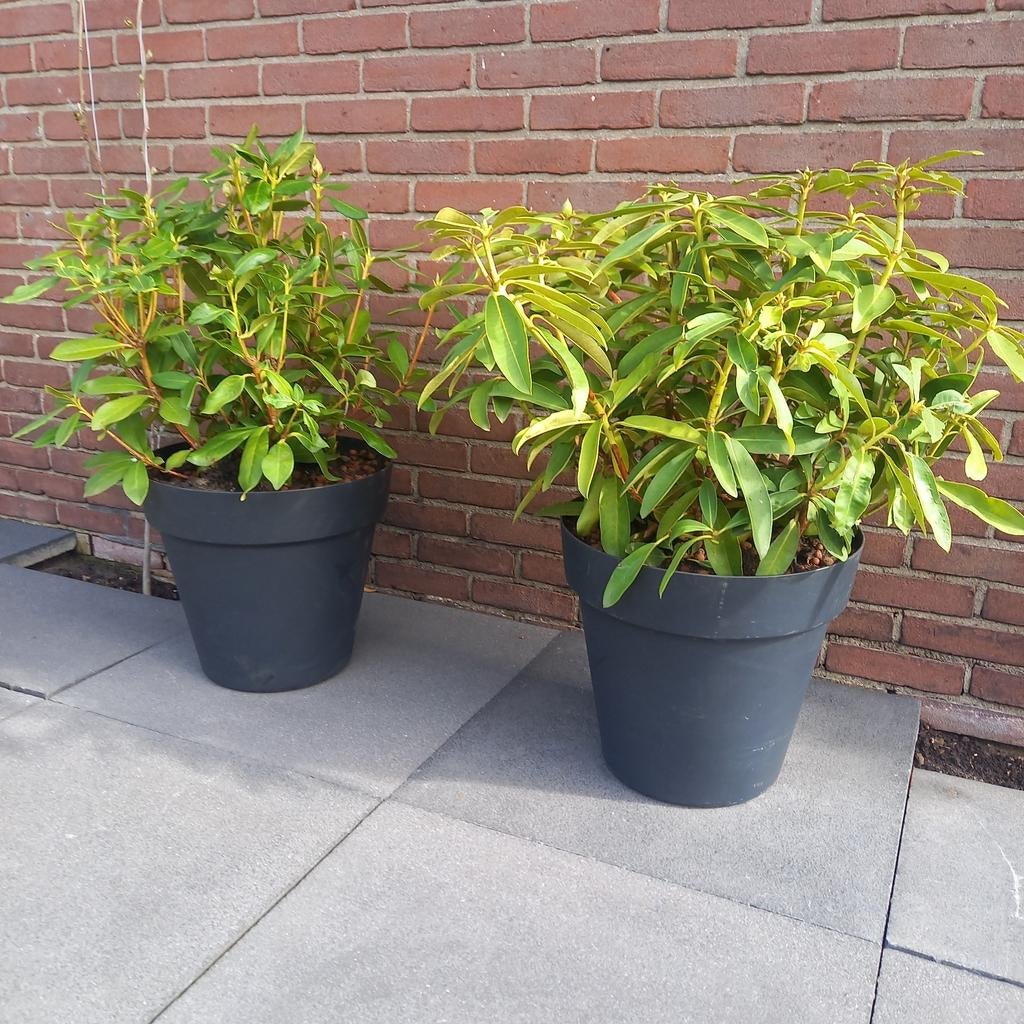 Rododendron in pot., Ophalen, Overige soorten, Volle zon
