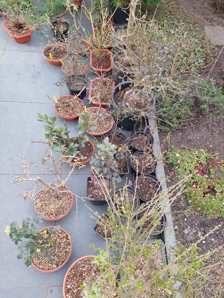 Bonsai starters en pre bonsai, Ophalen, Overige soorten, Halfschaduw