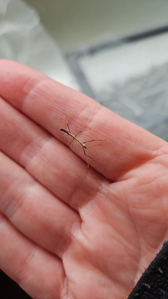 Wandelende takken, Wandelende tak