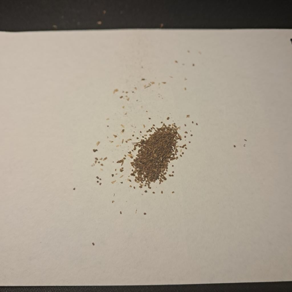 Boerentabak Zaden - Circa 100 Stuks, Ophalen of Verzenden