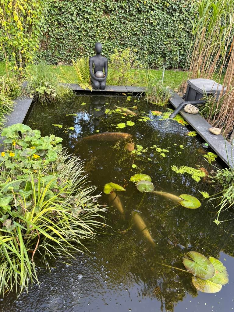 Complete vijver met vissen als koi karper, windes en steuren, Ophalen, Zo goed als nieuw