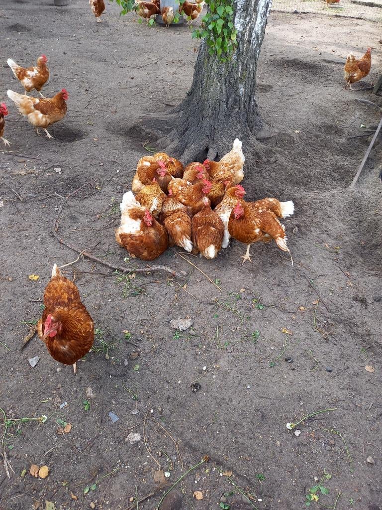 Te koop: Leghennen tegen de leg ., Vrouwelijk, Kip