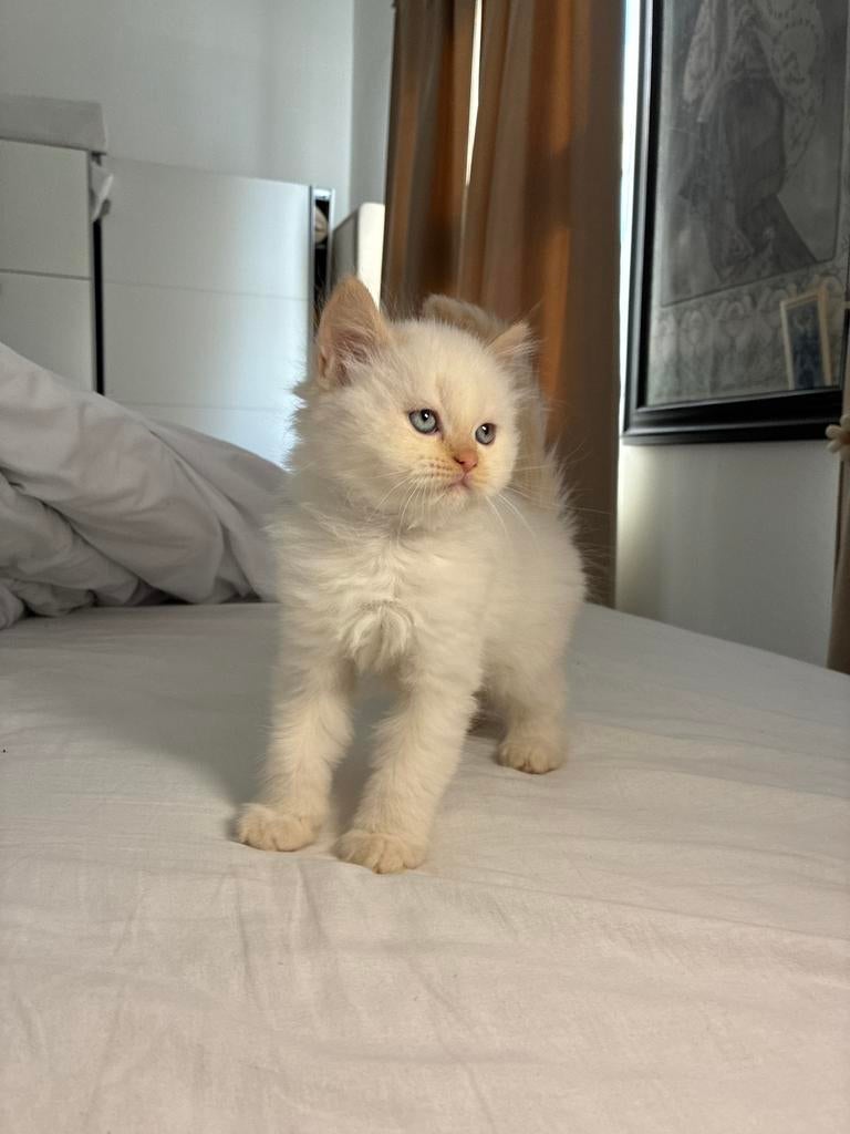 Super mooie perzische kitten zoekt een liefdevol thuis!, Kater, Ontwormd