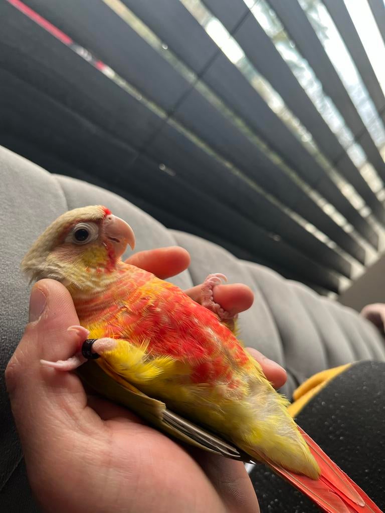 Pyrrhura 6 maanden, Dieren en Toebehoren, Geslacht onbekend, Parkiet, Geringd