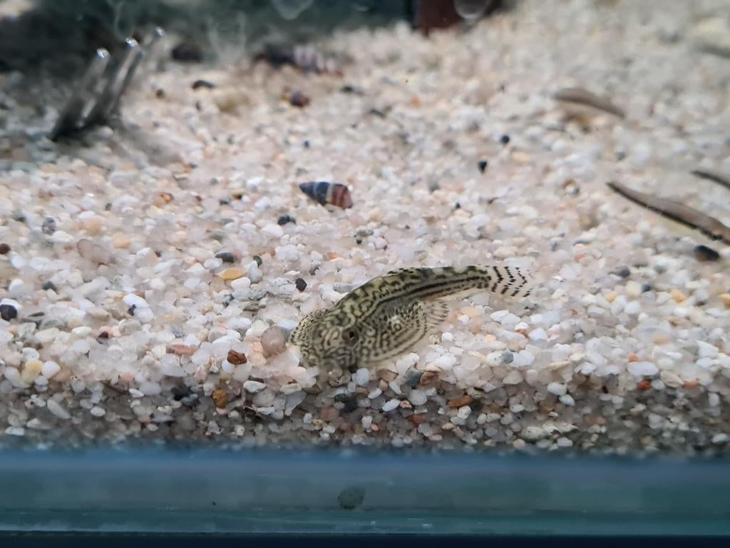 Sewellia Lineolata algeneter, Vis, Zoetwatervis