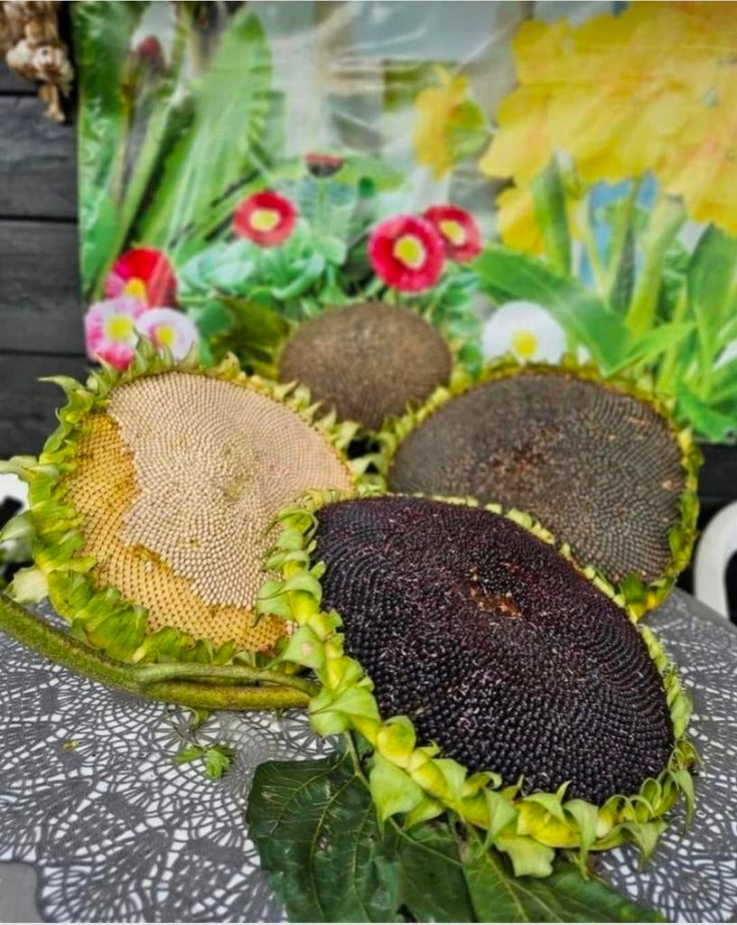 Biologische zonnebloem zaadjes, Ophalen of Verzenden