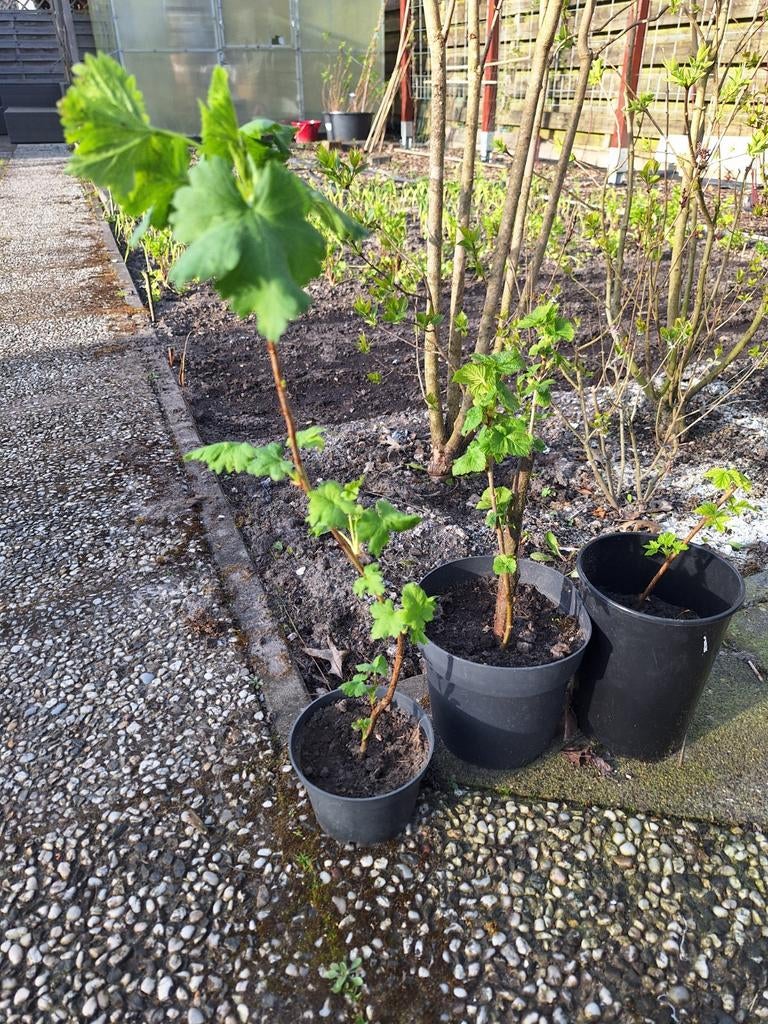 Aalbessen uit eigen tuin (biologisch), Tuin en Terras, Ophalen of Verzenden, Vaste plant, Fruitplanten, Halfschaduw