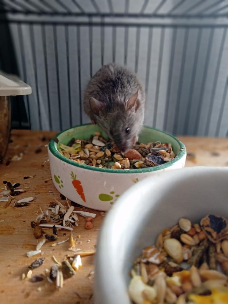 4 lieve muisjes, Dieren en Toebehoren, Muis, Januari, Meerdere dieren, Tam