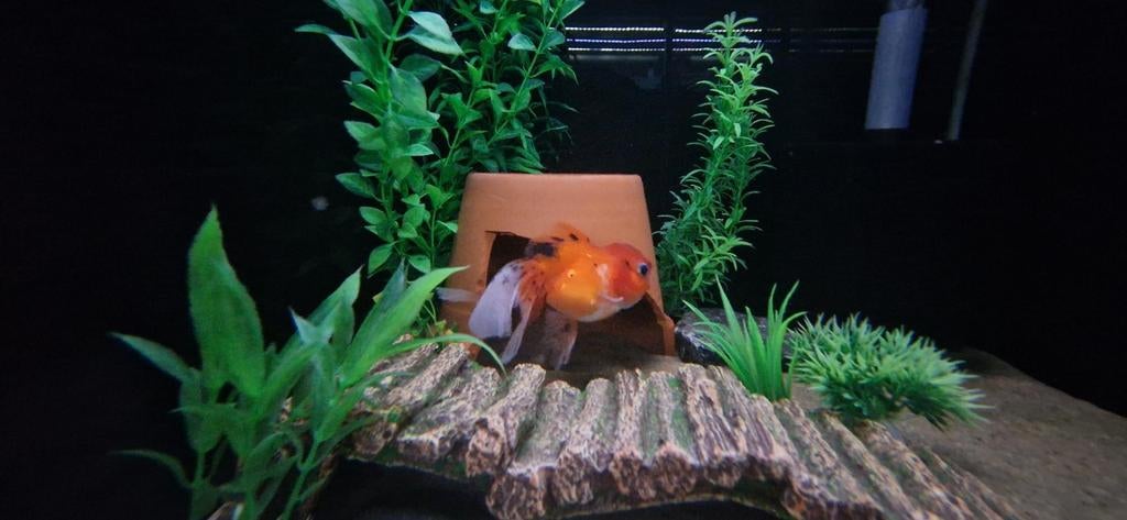 Leeuwenkop Goudvis, Dieren en Toebehoren, Vis