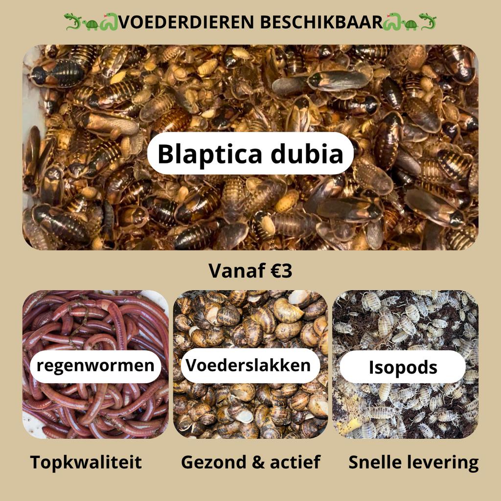 Voederdieren beschikbaar - TOP kwaliteit, Hagedis, 0 tot 2 jaar