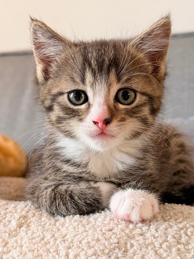 Ragdoll kruising X katertjes op zoek naar een nieuw gezin, Kater, Kortharig, 0 tot 2 jaar