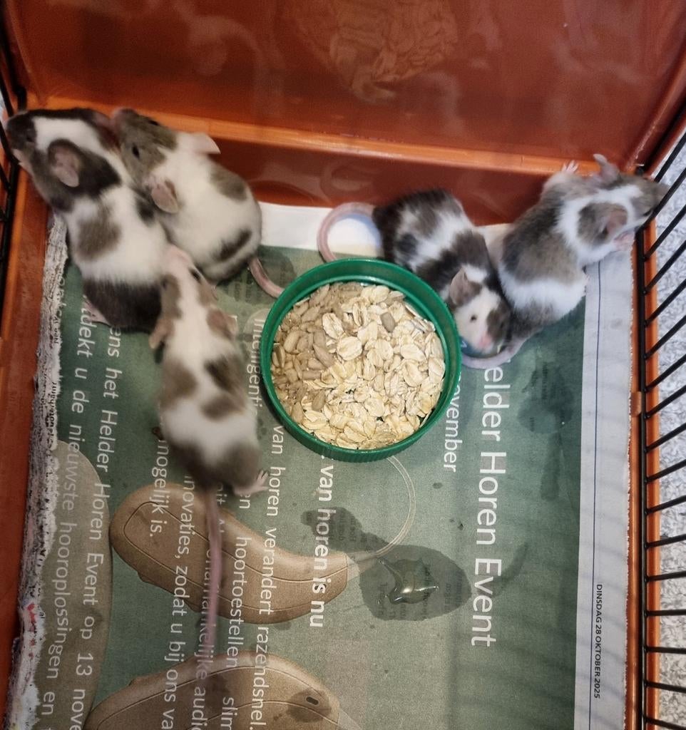 5 Gekleurde muizen, Januari, Meerdere dieren, Muis