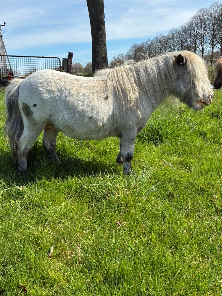 Fewspot dekhengst, Dieren en Toebehoren, Mannelijk