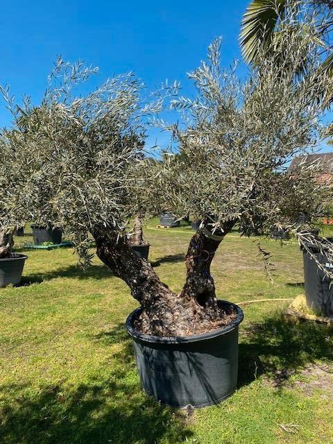 Prachtige oude olijfboom, tweestammer ole europaea, Overige soorten, 100 tot 250 cm, Zomer, Ophalen
