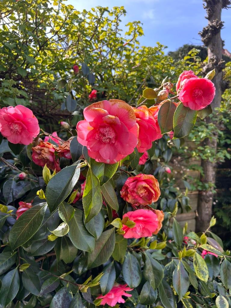 Camelia 170 cm, Ophalen, Volle zon