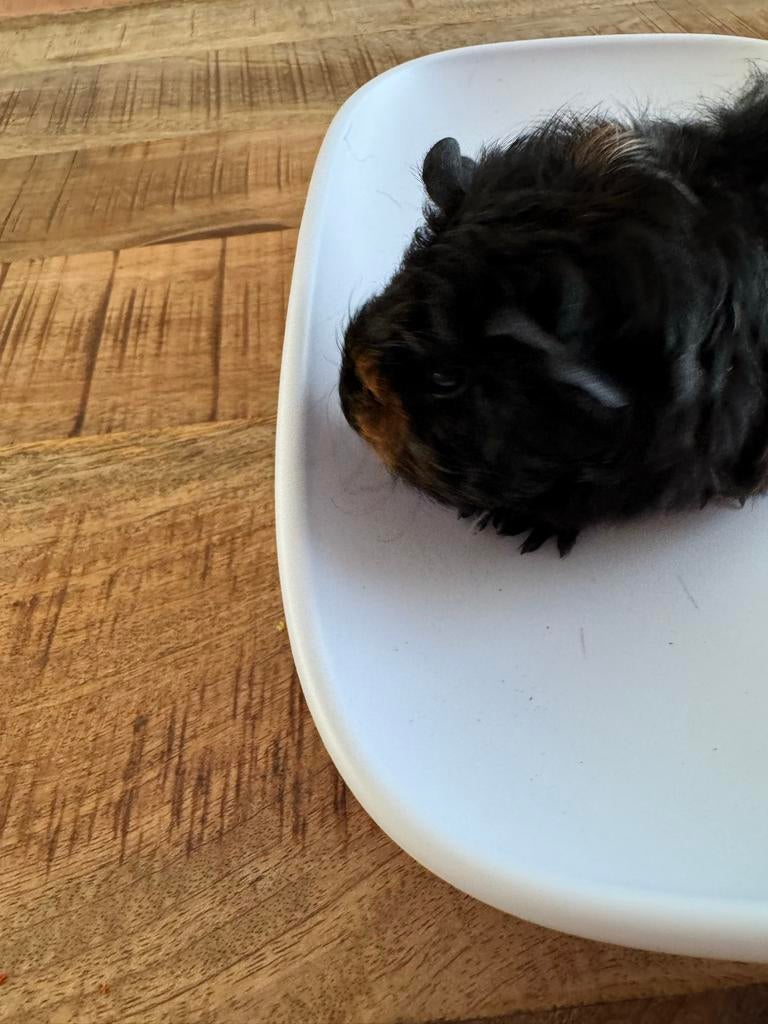 Baby cavia zeugje🩷, Dieren en Toebehoren, Knaagdieren, Vrouwelijk, Cavia, Maart, Tam