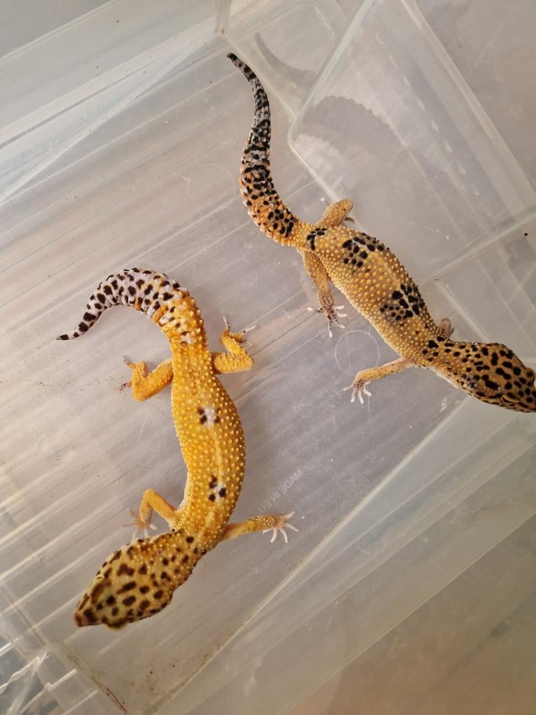Luipaardgekko's vrouwen 0.2 Leopard Gecko - female for sale from hofman